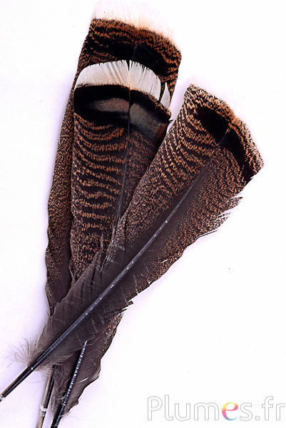 Tacchino bronzo - 35-38 cm - marrone naturale